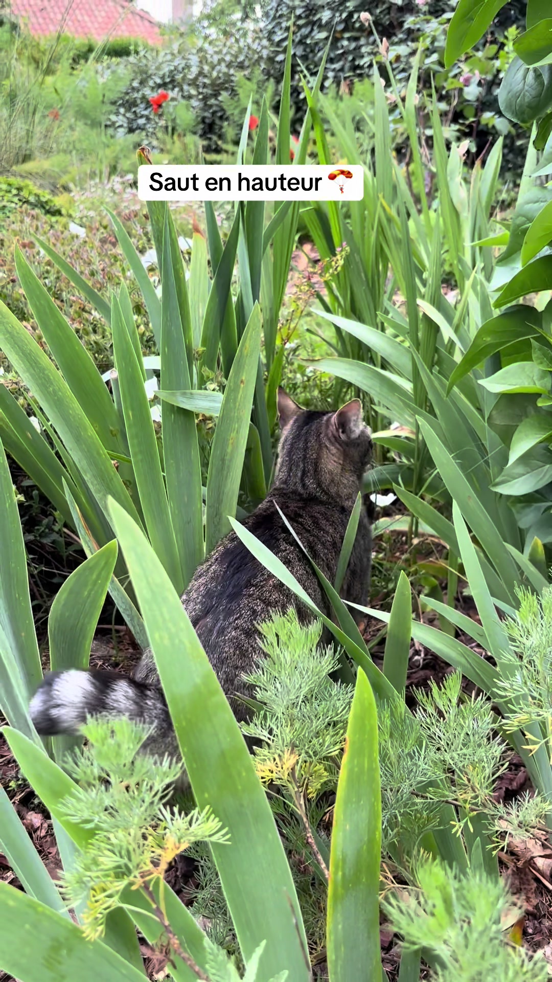 @Bulle la chatte 🐈