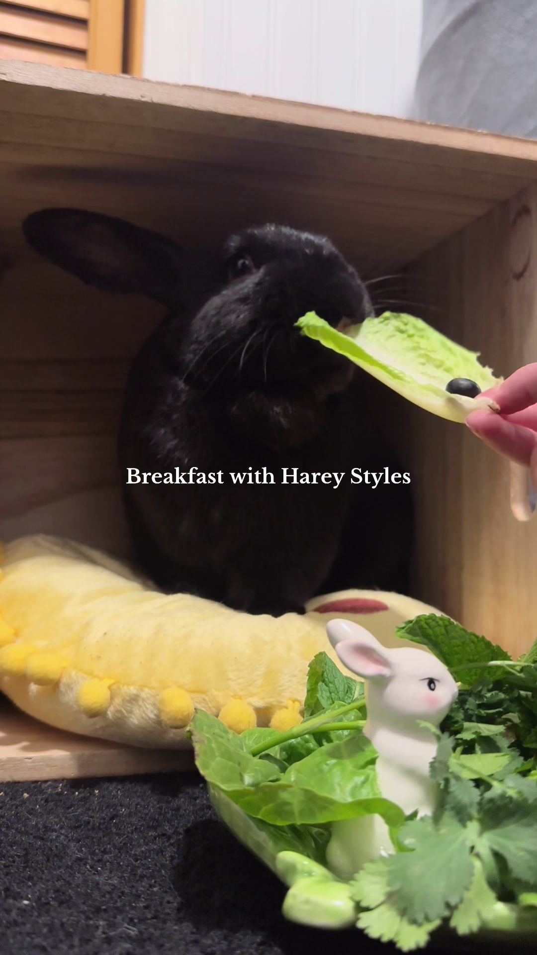 @Sara | books & buns 📚🇨🇦🐰