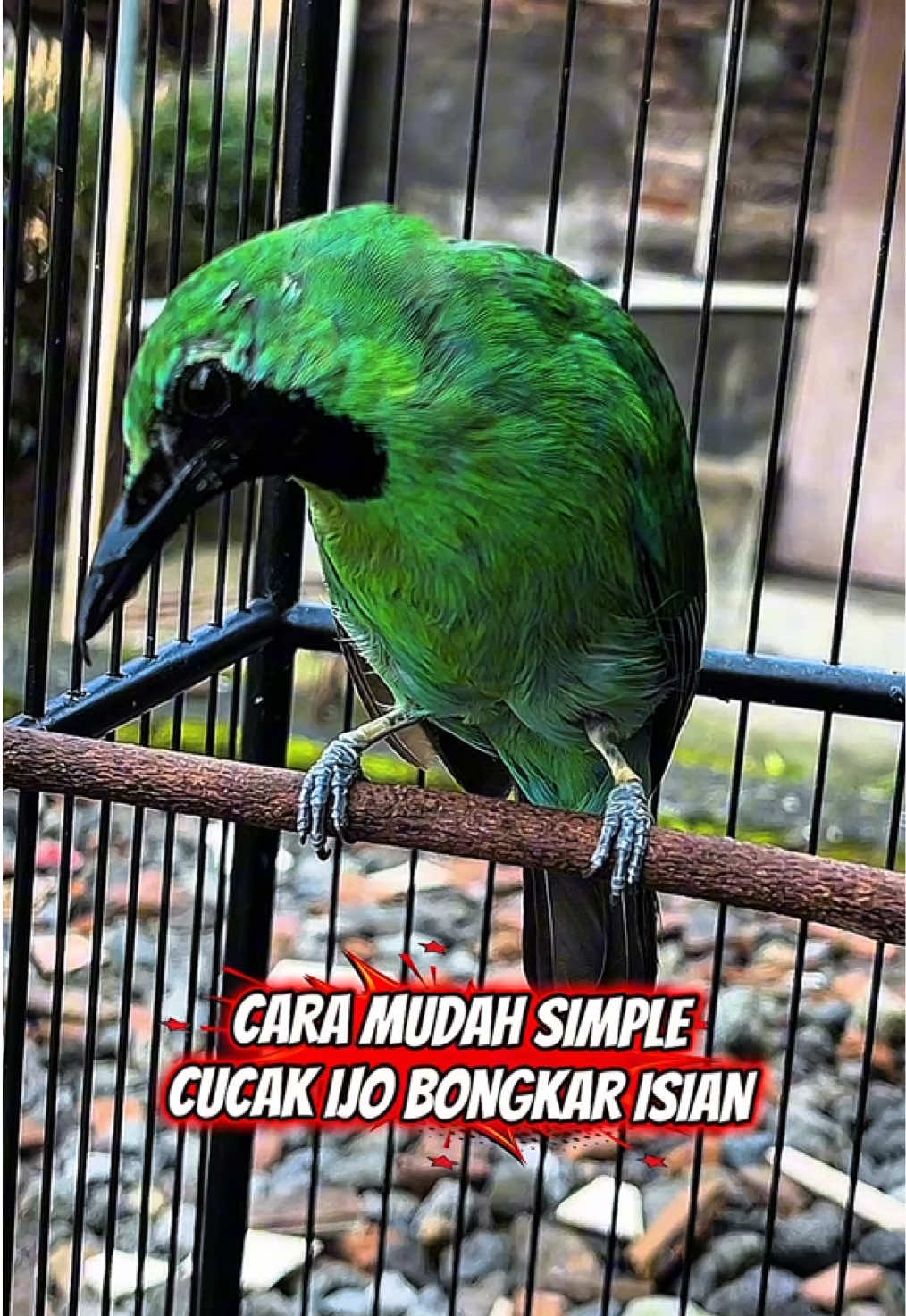 @KICAUNESIA ONLINE