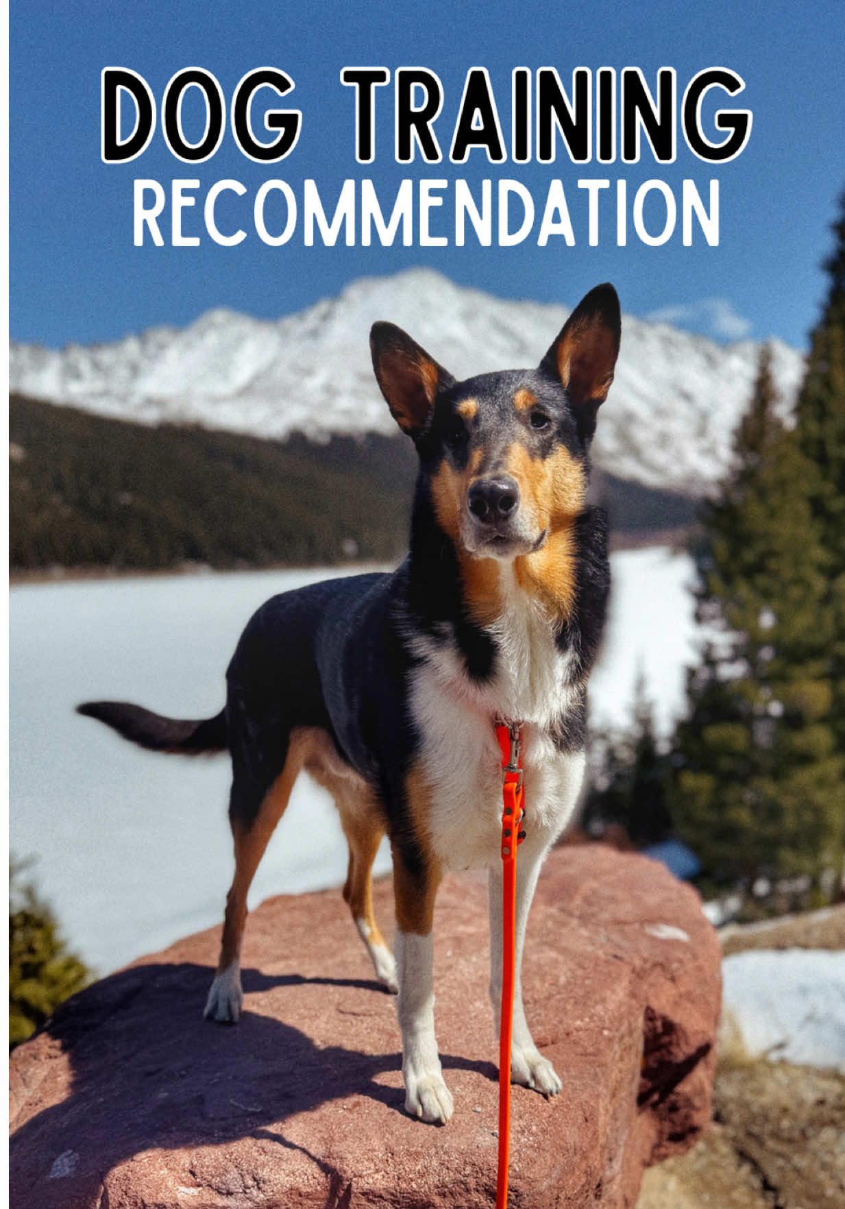 @lauren | dog behavior pro