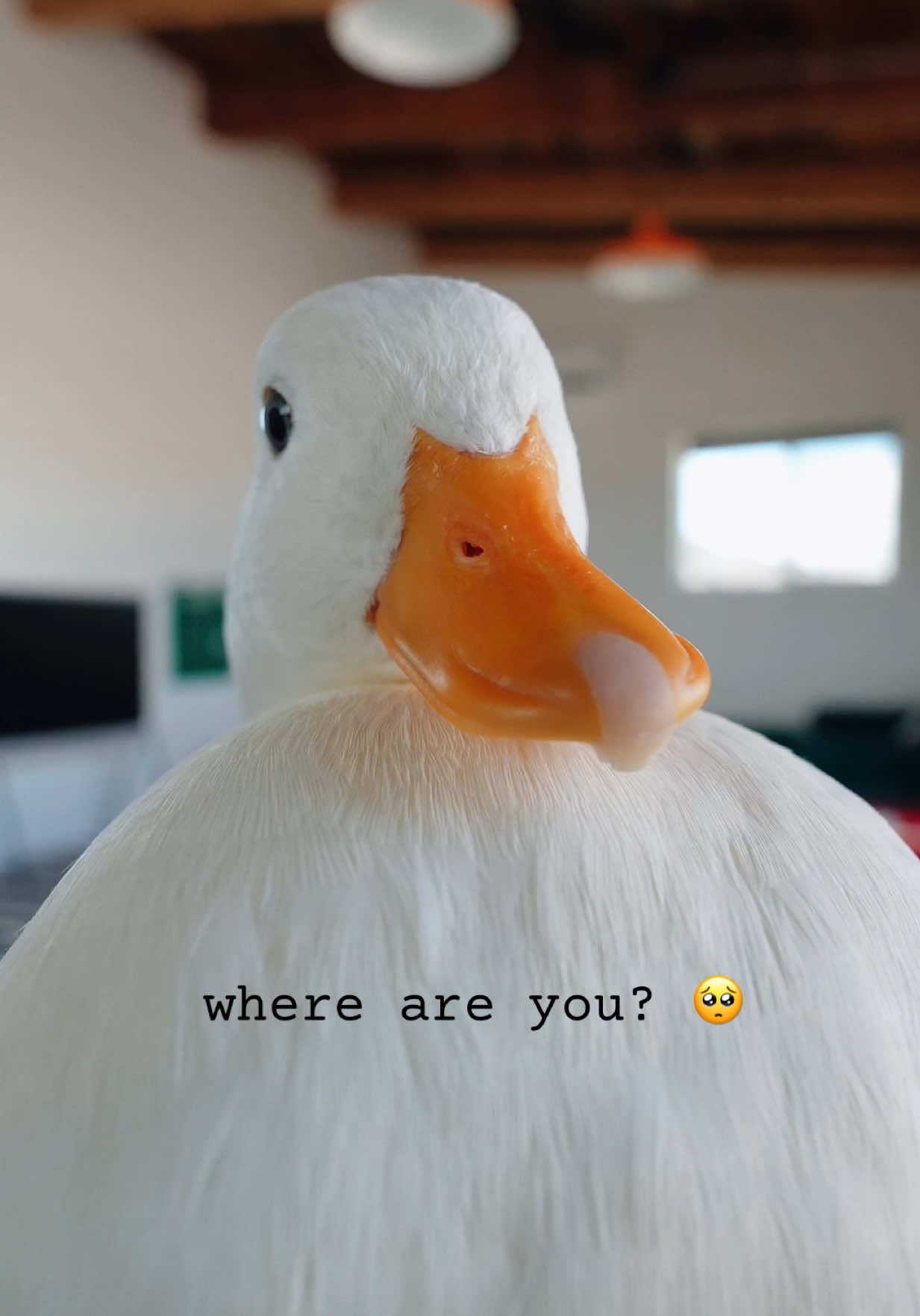 @ducks_in_space🪿🪿💦