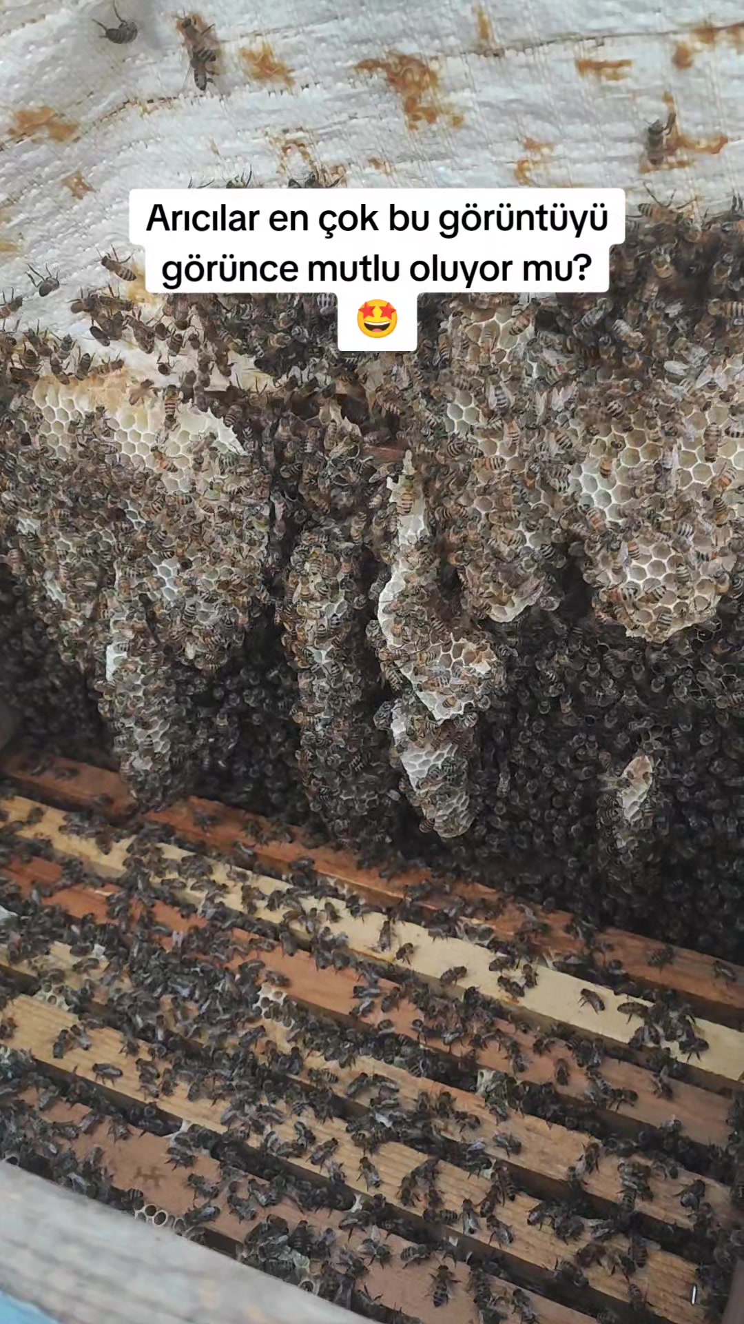 @Doğan Arıcılık 🐝