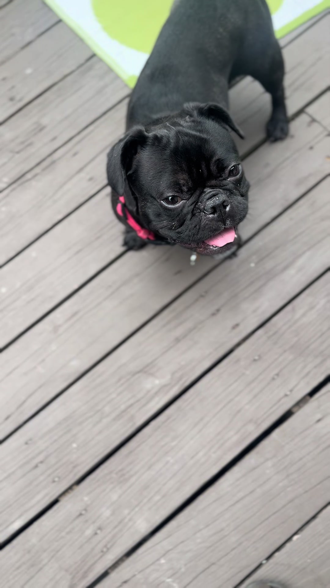 @Hound House Treats