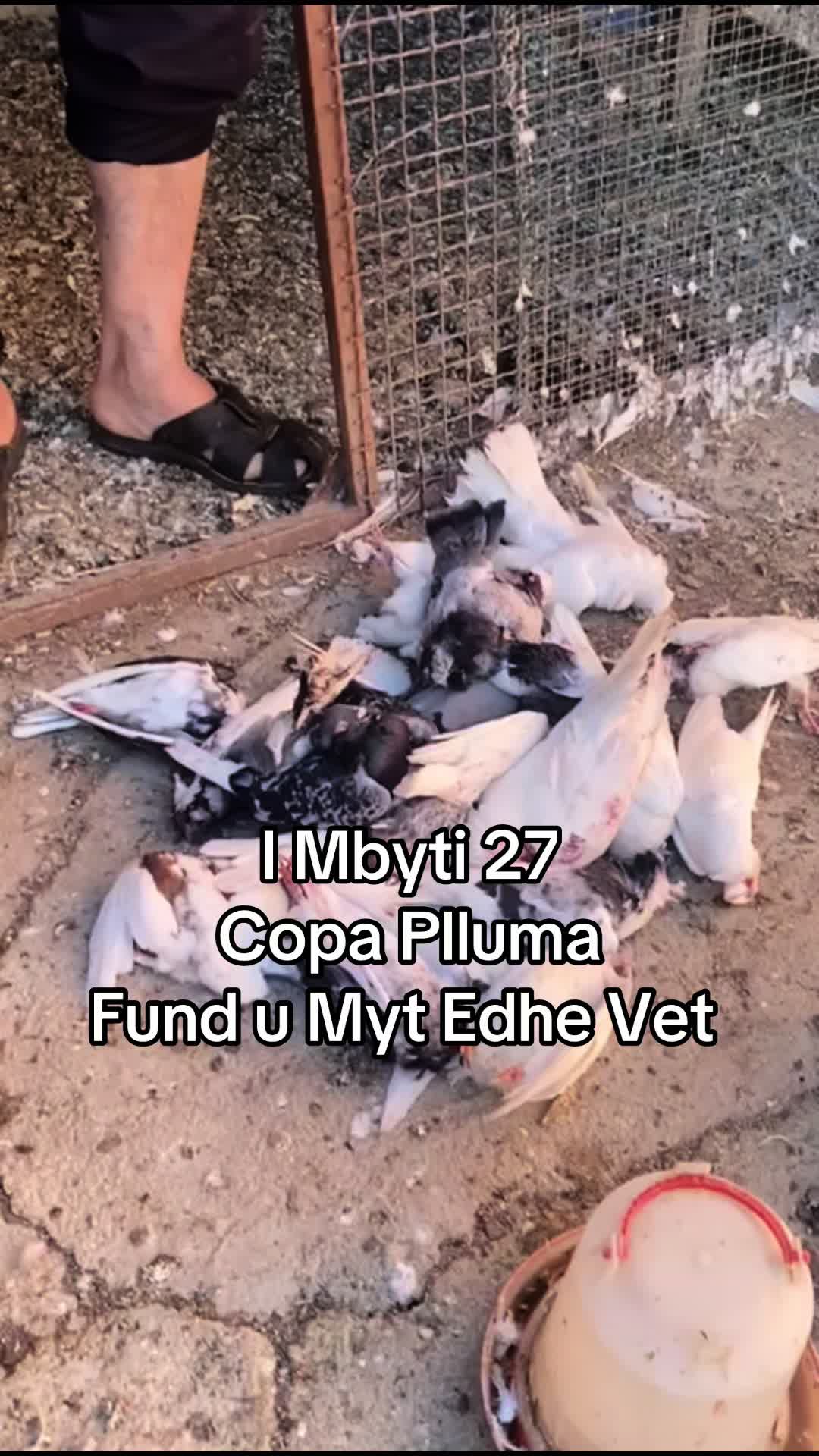 @PllumaTeBukurSkenderaj