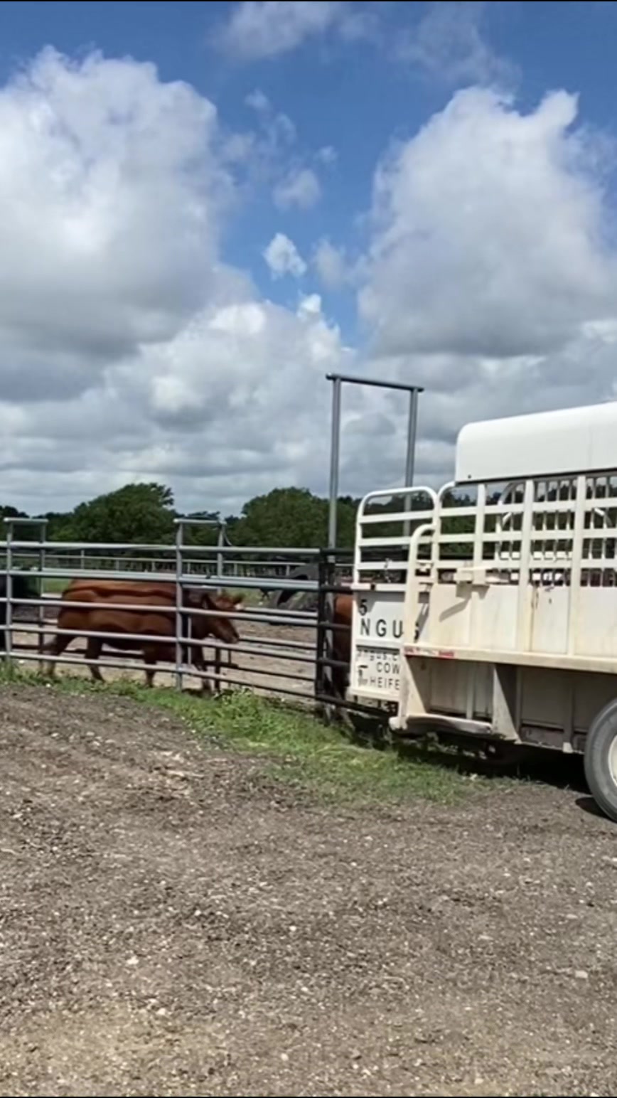 @M5 Red Angus