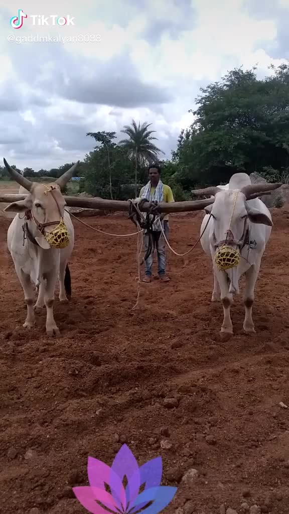 @user7395624499019