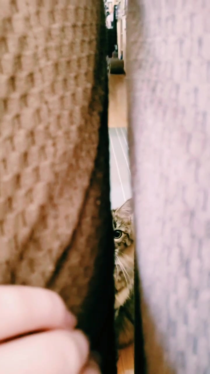 @Catosaurus Rawr 🦖😼