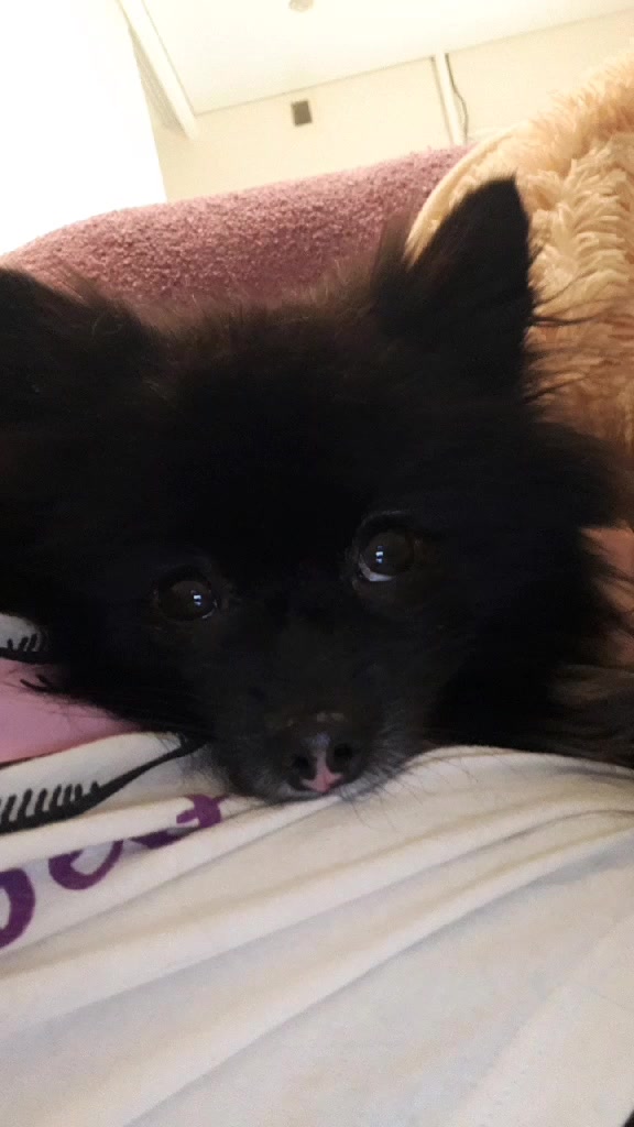 @dog_chip