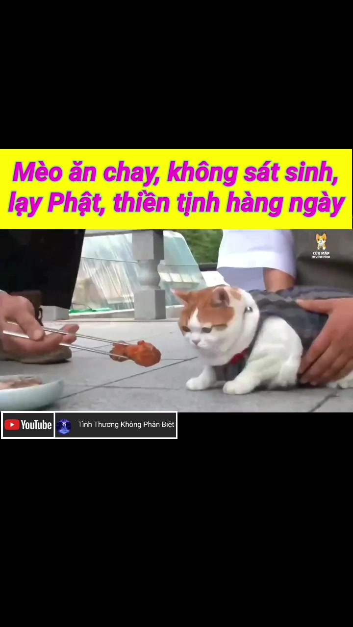 @Gi&aacute;c ngộ Ch&acirc;n l&yacute; 💥💞💥