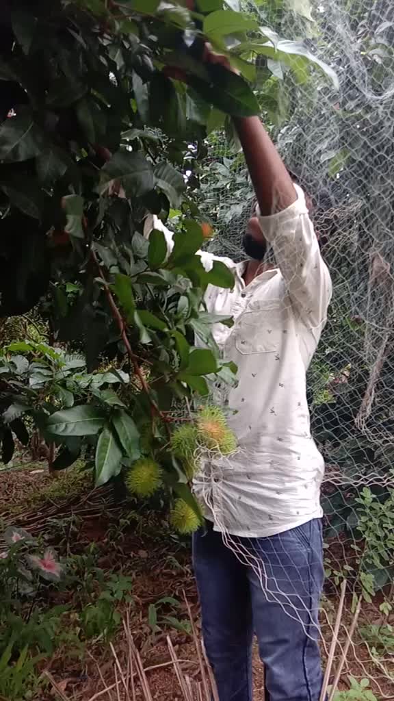 @Manju Antony
