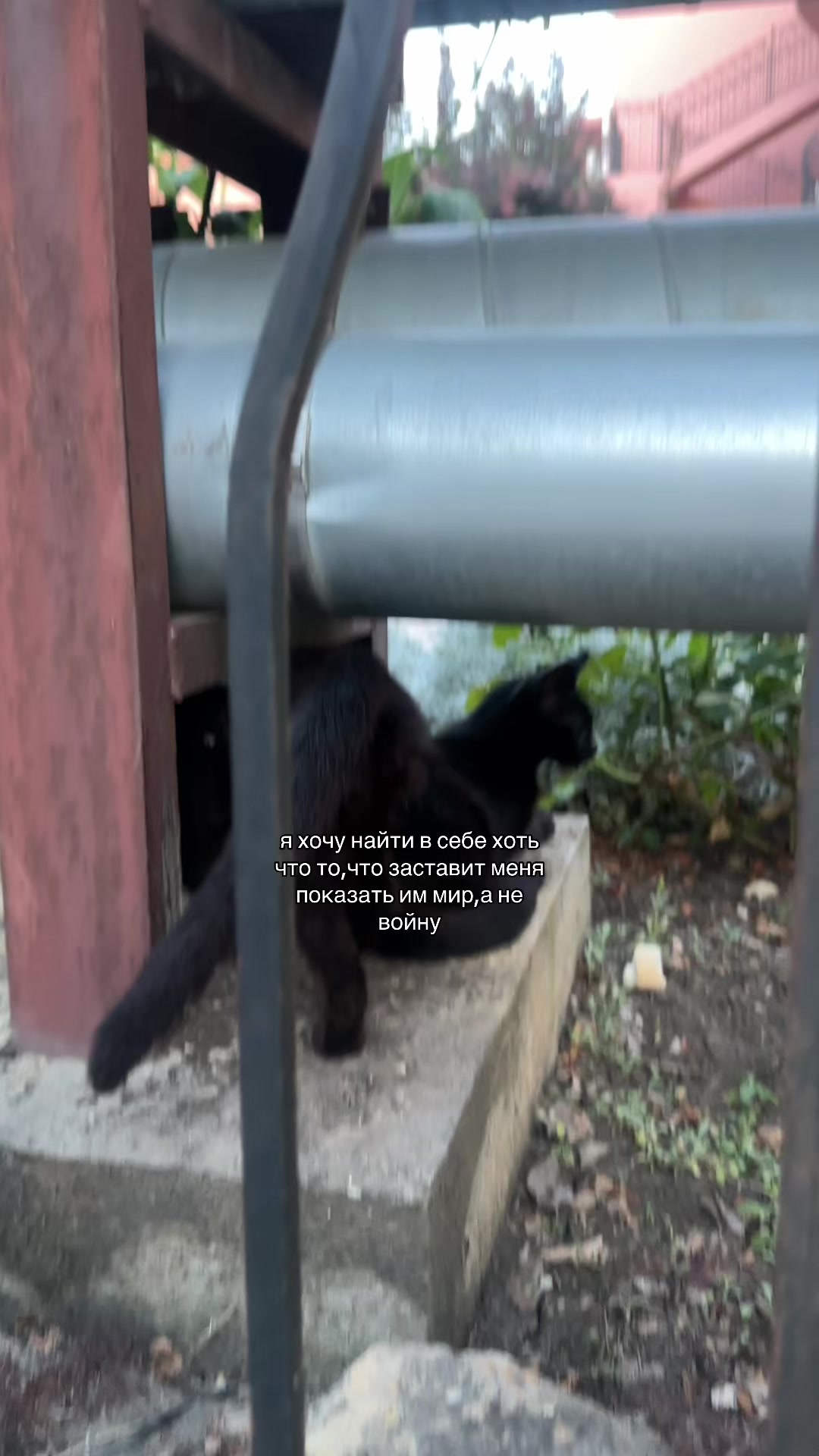 @соняшкаааа🌿