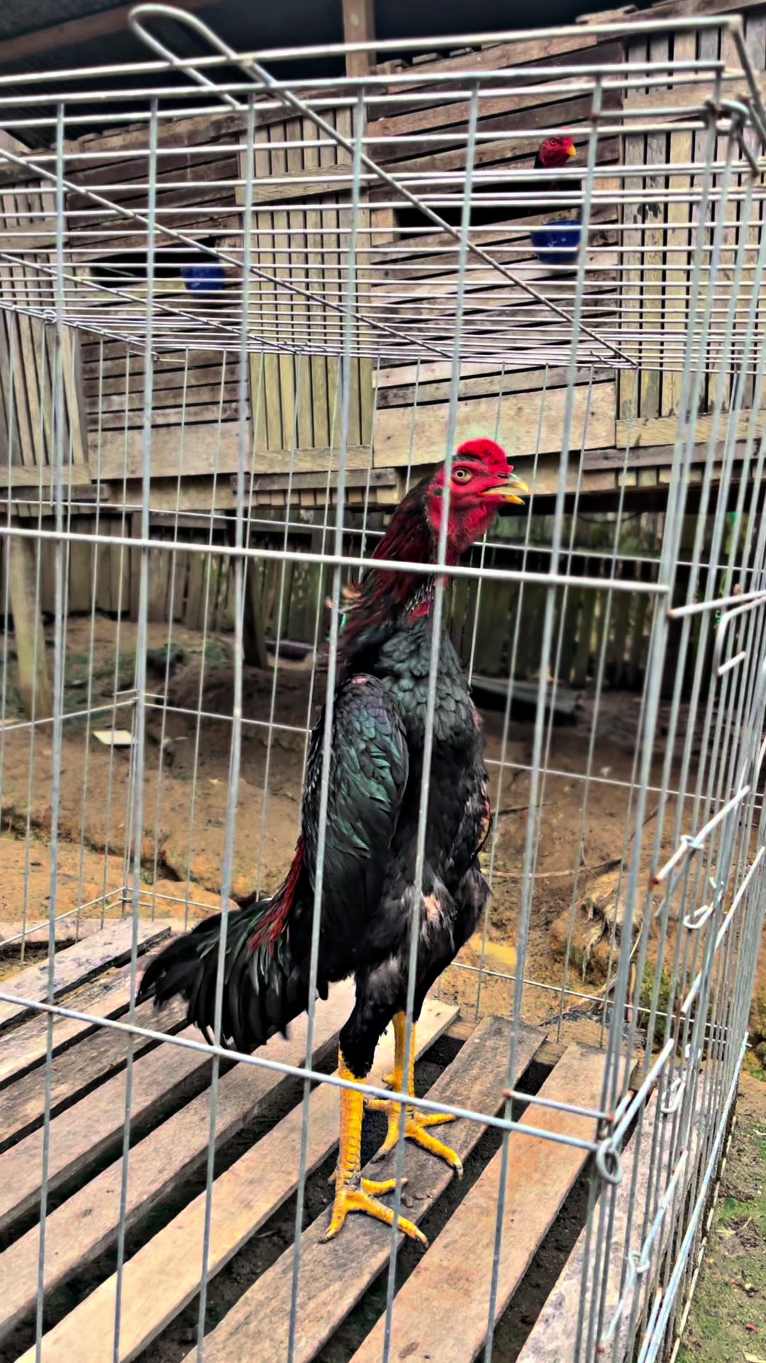 @PUANGFARM