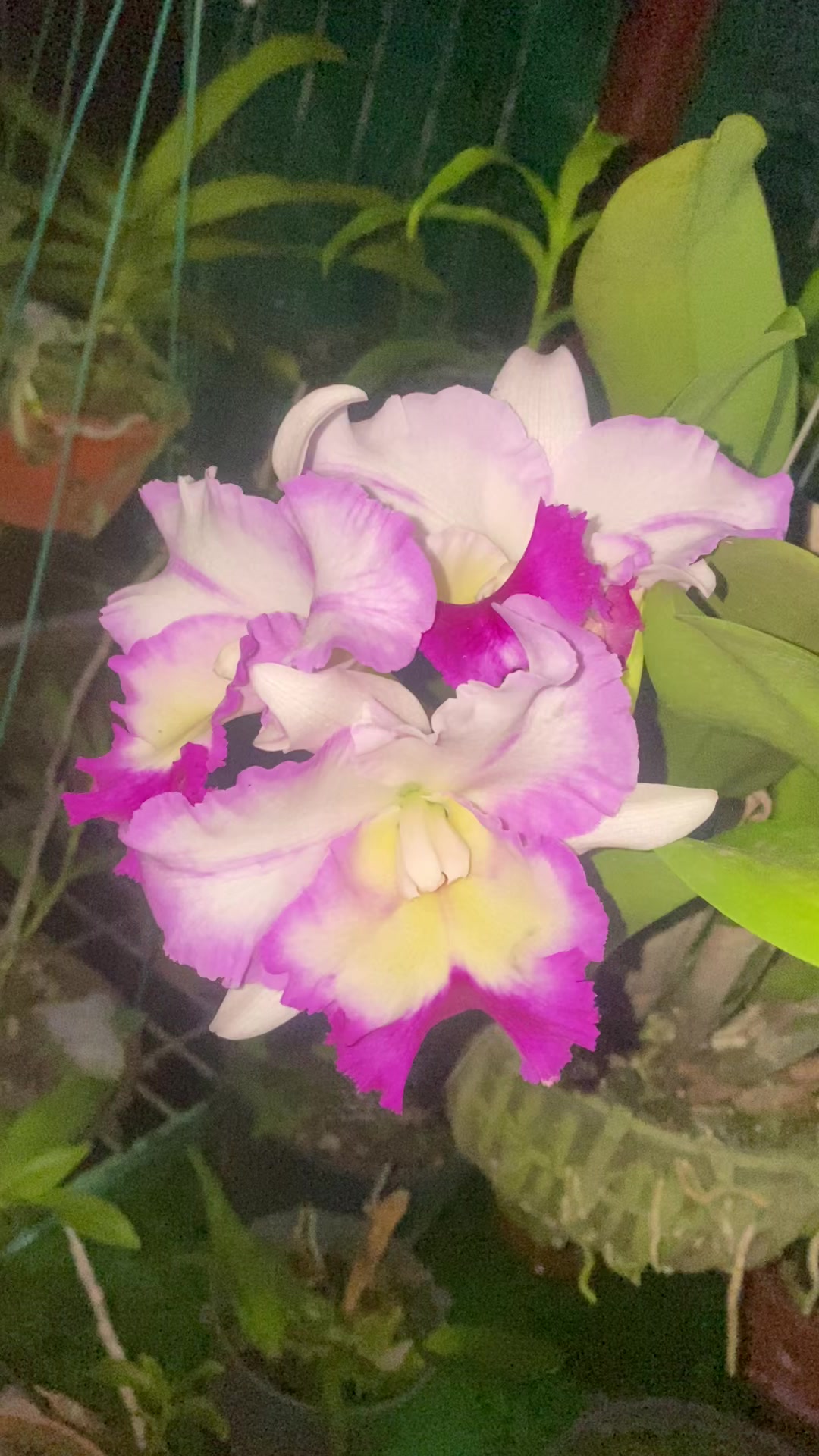 @Hoa lan Phạm Ánh