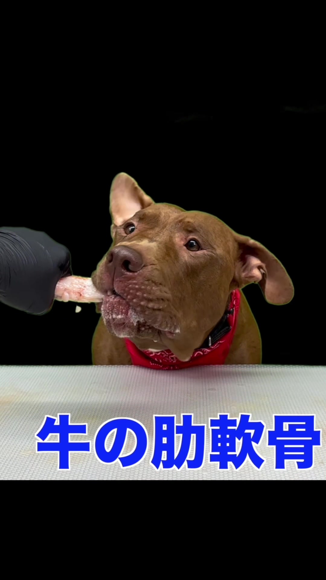 @バウンス　チャンネル