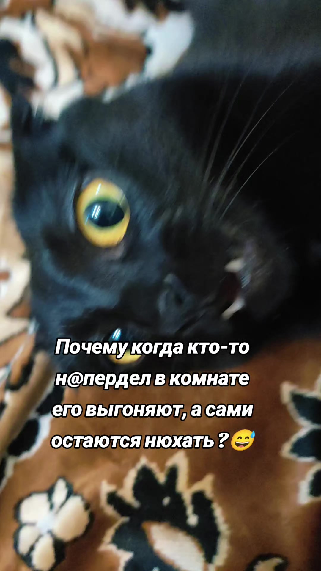 @ИрА😹Эля🐾🐾 ✔
