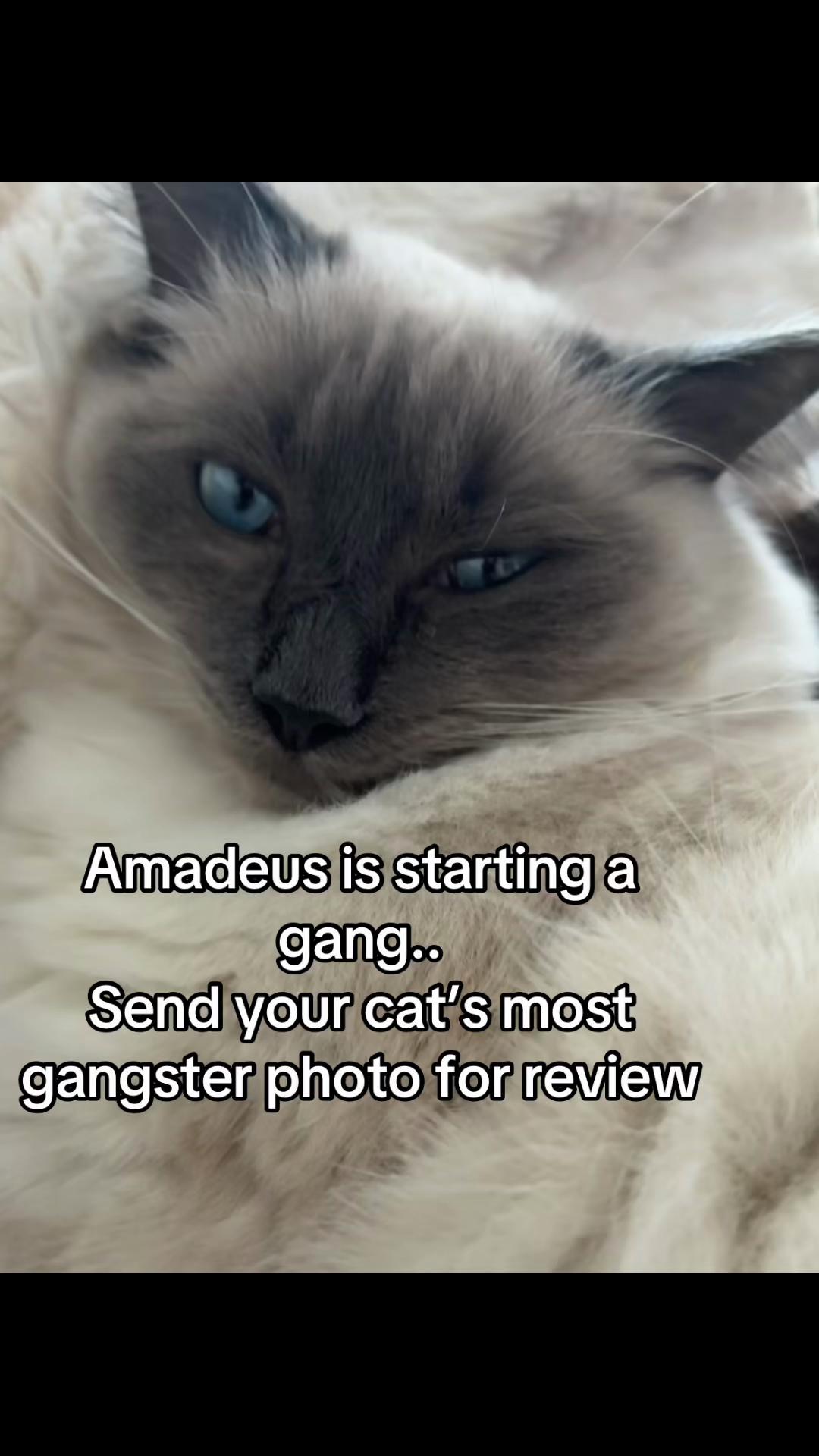 @Amadeus the ragdoll