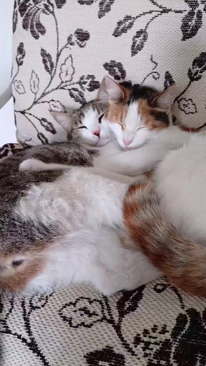 @feridekemer36.