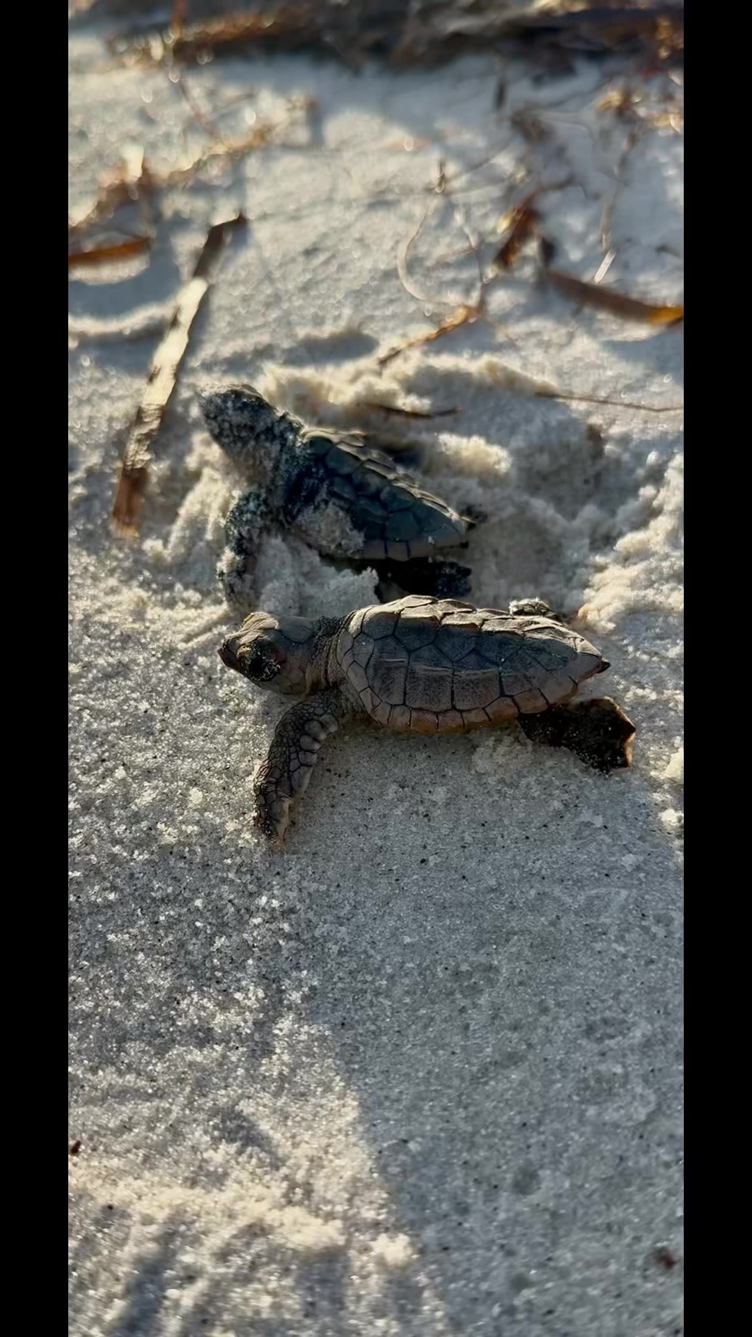 @Southwest Florida Shelling