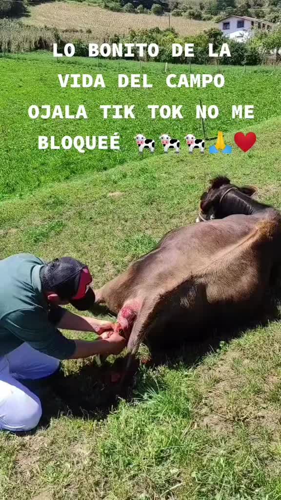 @Galante🐎