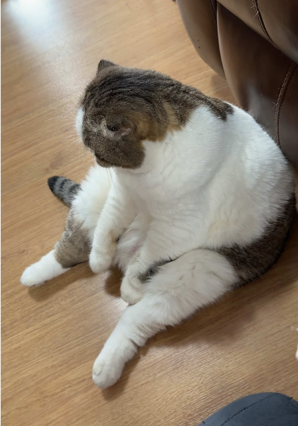 @Ramita 🐱