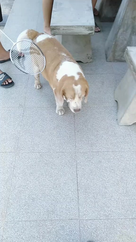 @ตุ๊กอุ๋ย! Tukuier