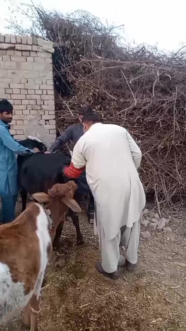 @Ramzan khan dunyapur