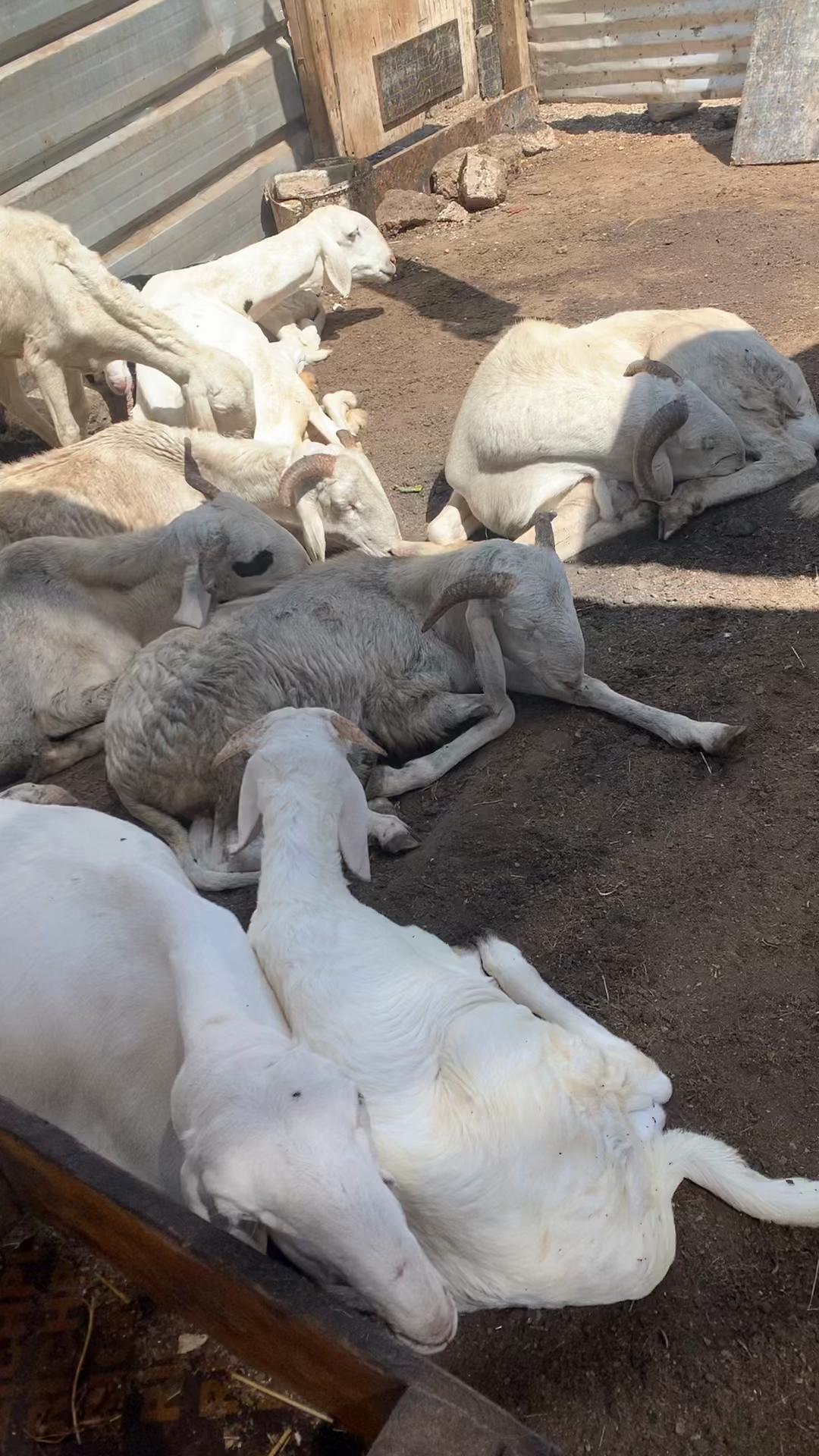 @Bergerie Soundiata Keita🐏🐑