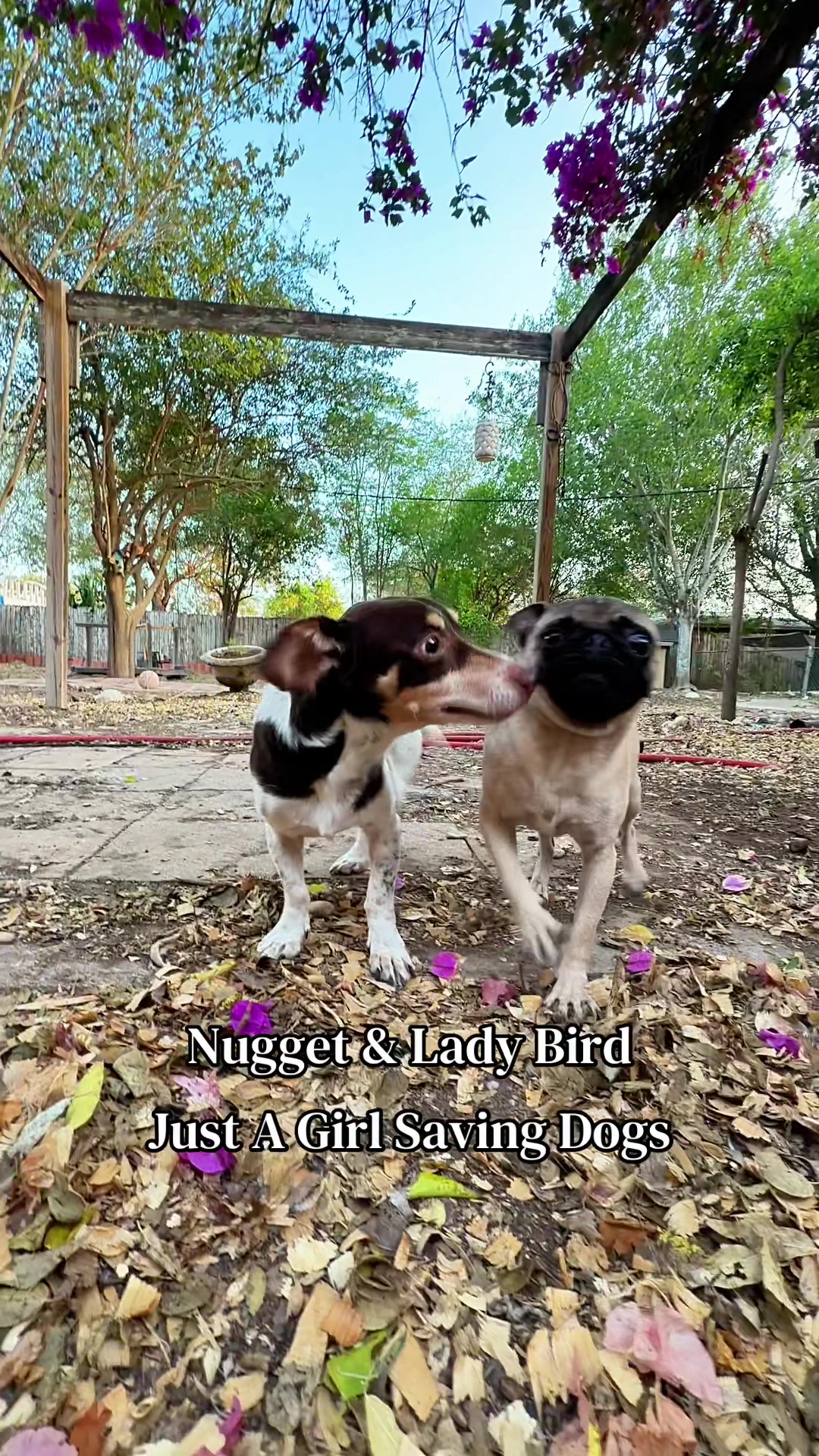 @Just A Girl Saving Dogs