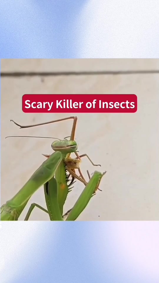 @InsectFlix