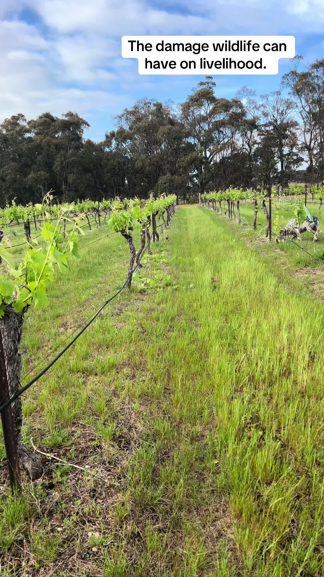 @Munari Wines Heathcote