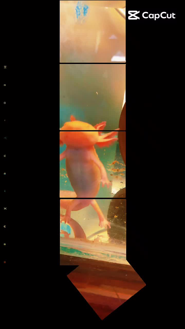@axolotl üretim