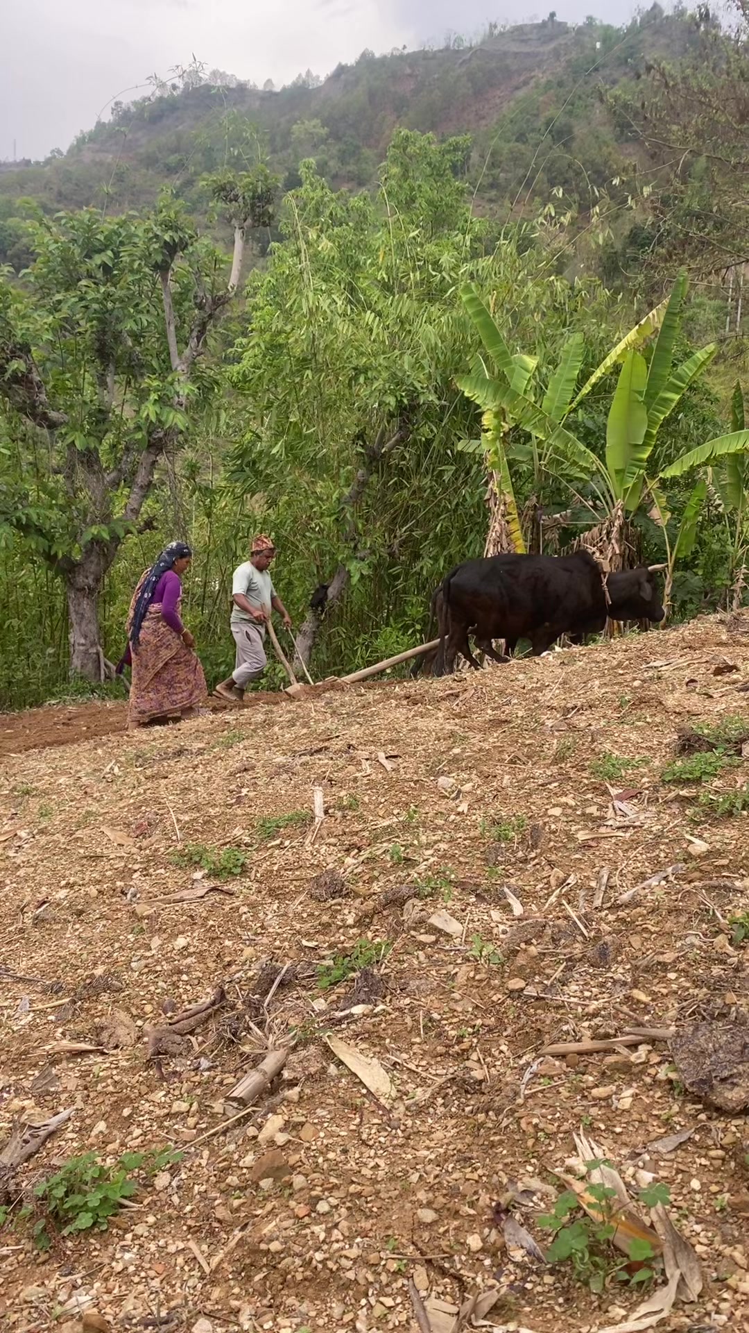 @थानेश्वर ज्ञवाली
