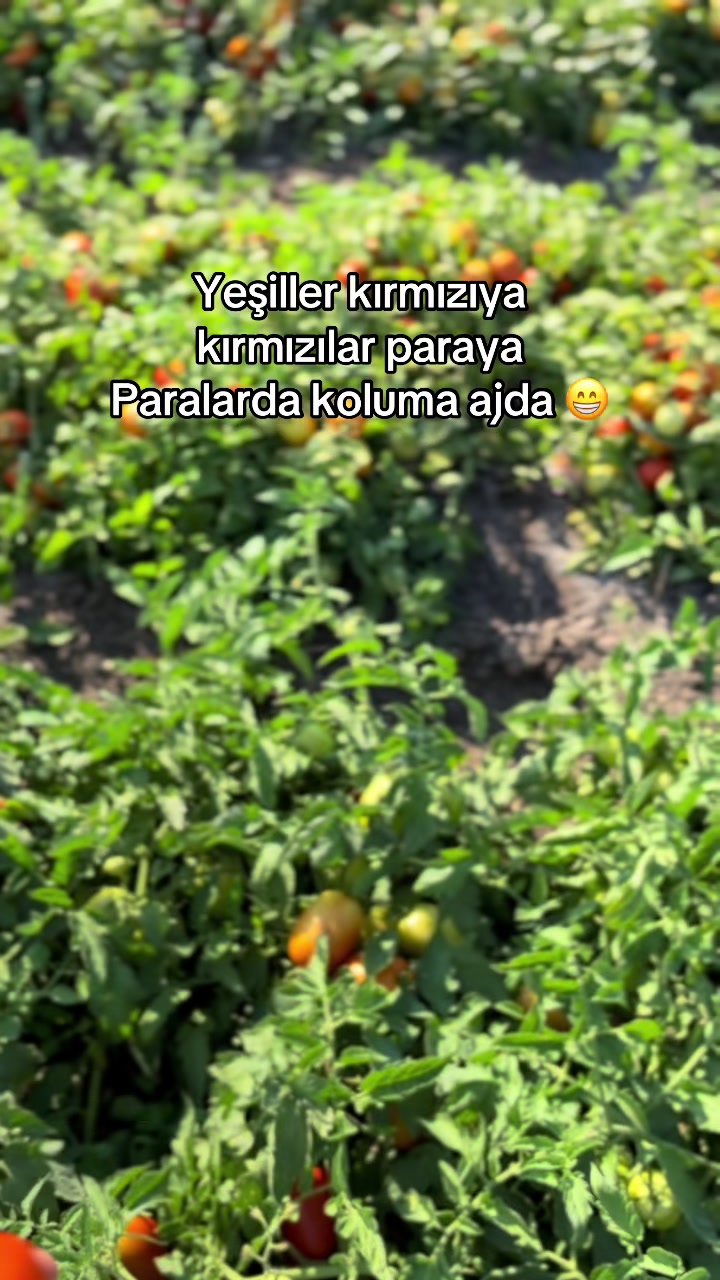 @_tekol.tarim_