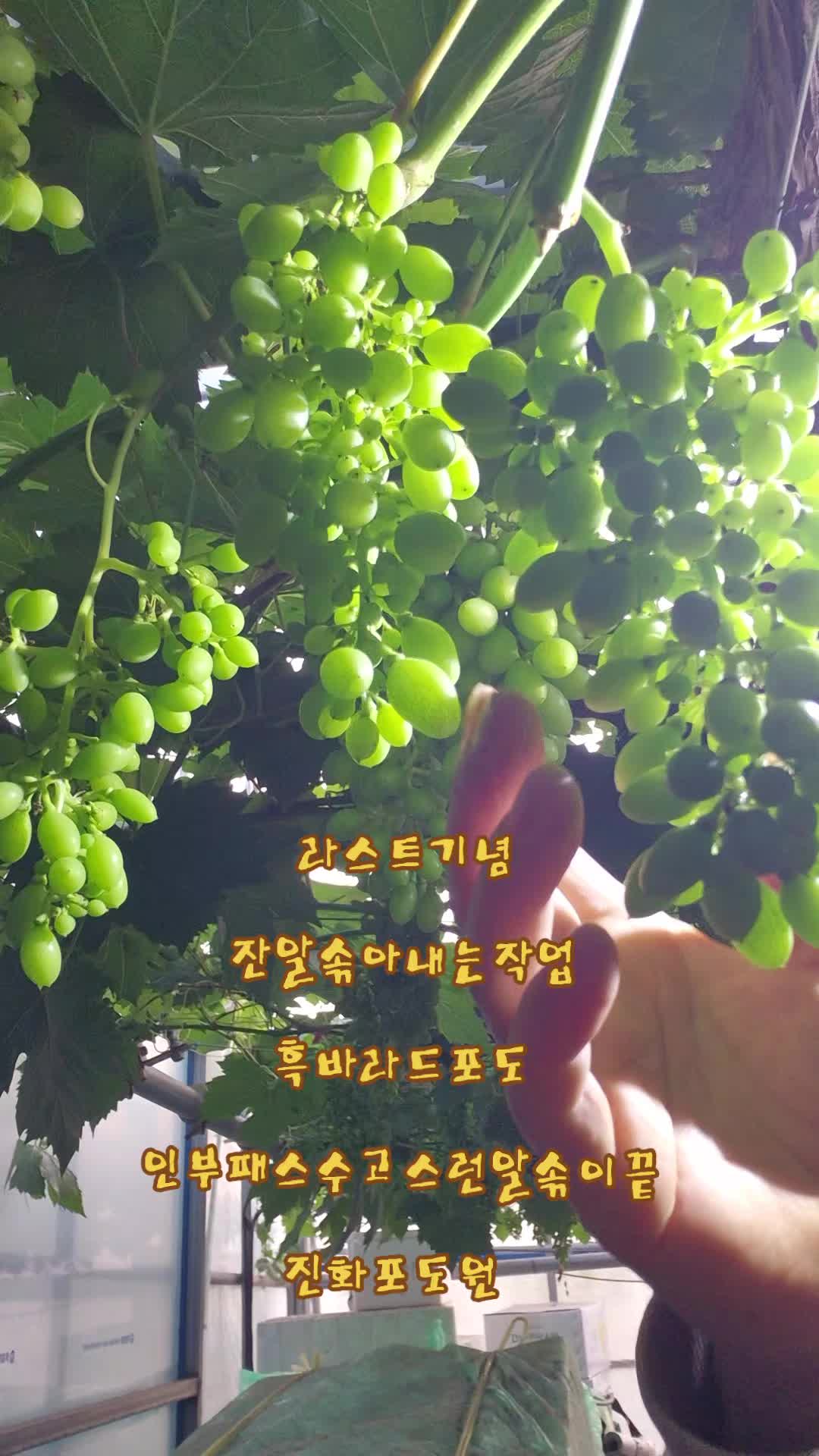 @진화포도원
