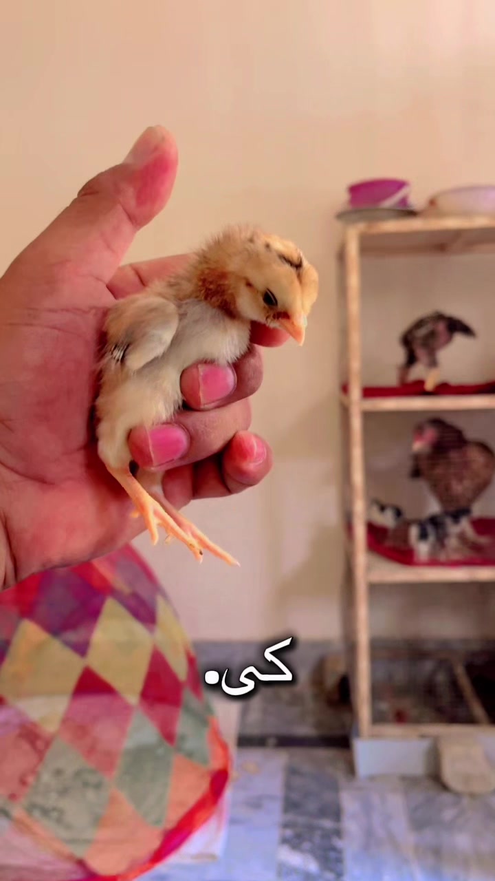 @🦅Home Bread Aseel 🦅