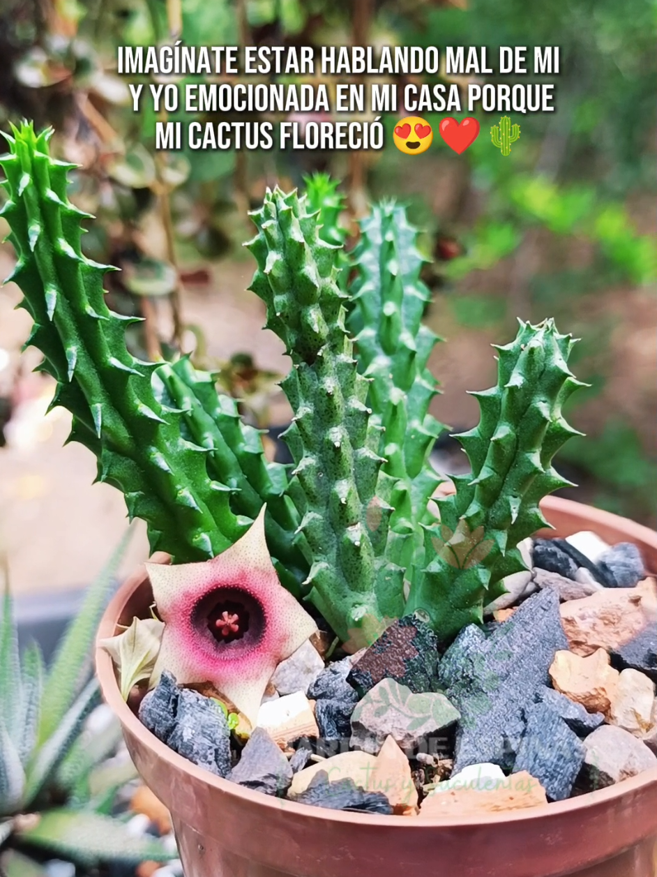 @CACTUS JARDIN DE ESPINAS