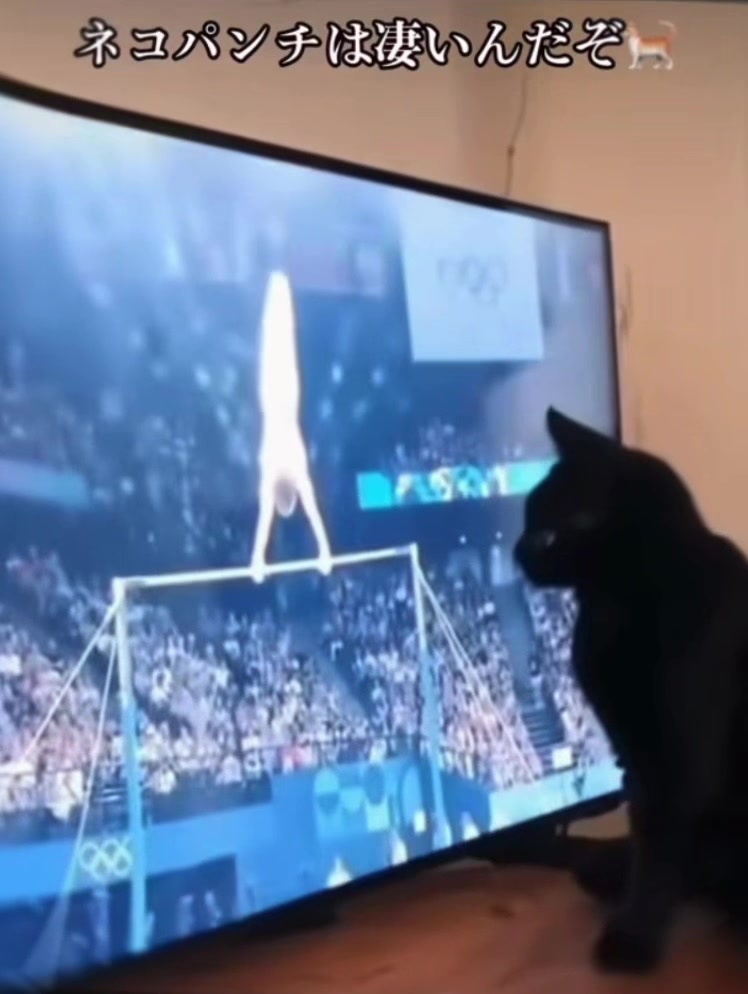 @ネコ師匠⛩️🐈