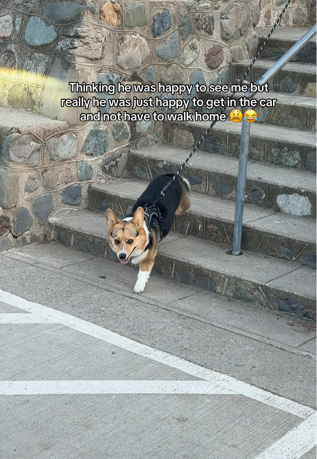 @hasbithecorgi