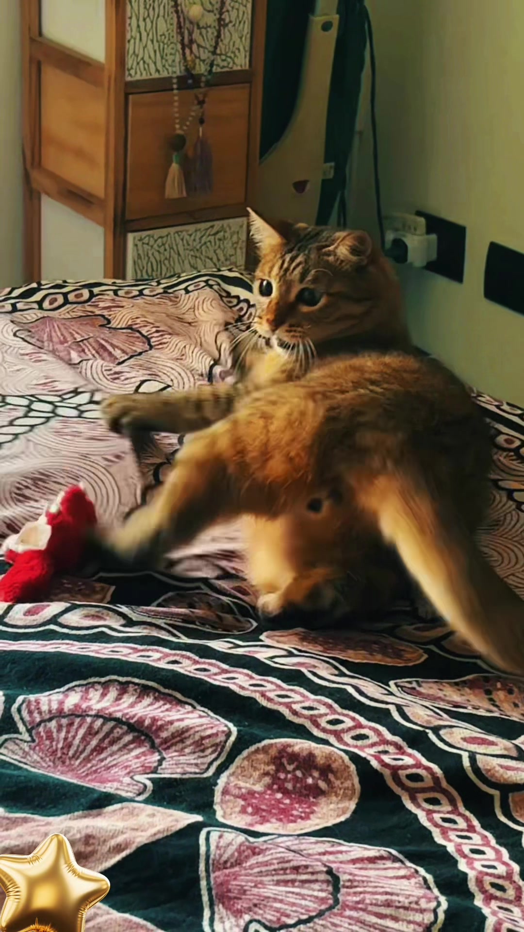 @Life with Kokoro the cat