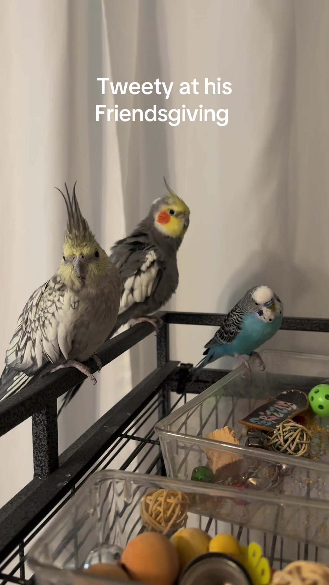 @Tweety the Ringneck