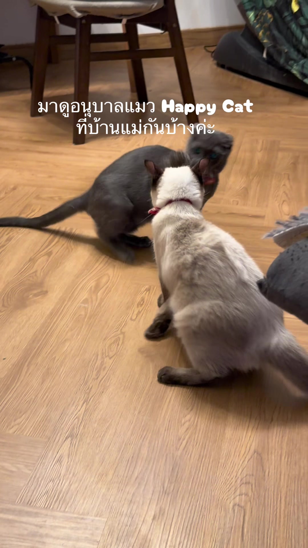 @happycatgarden.thailand