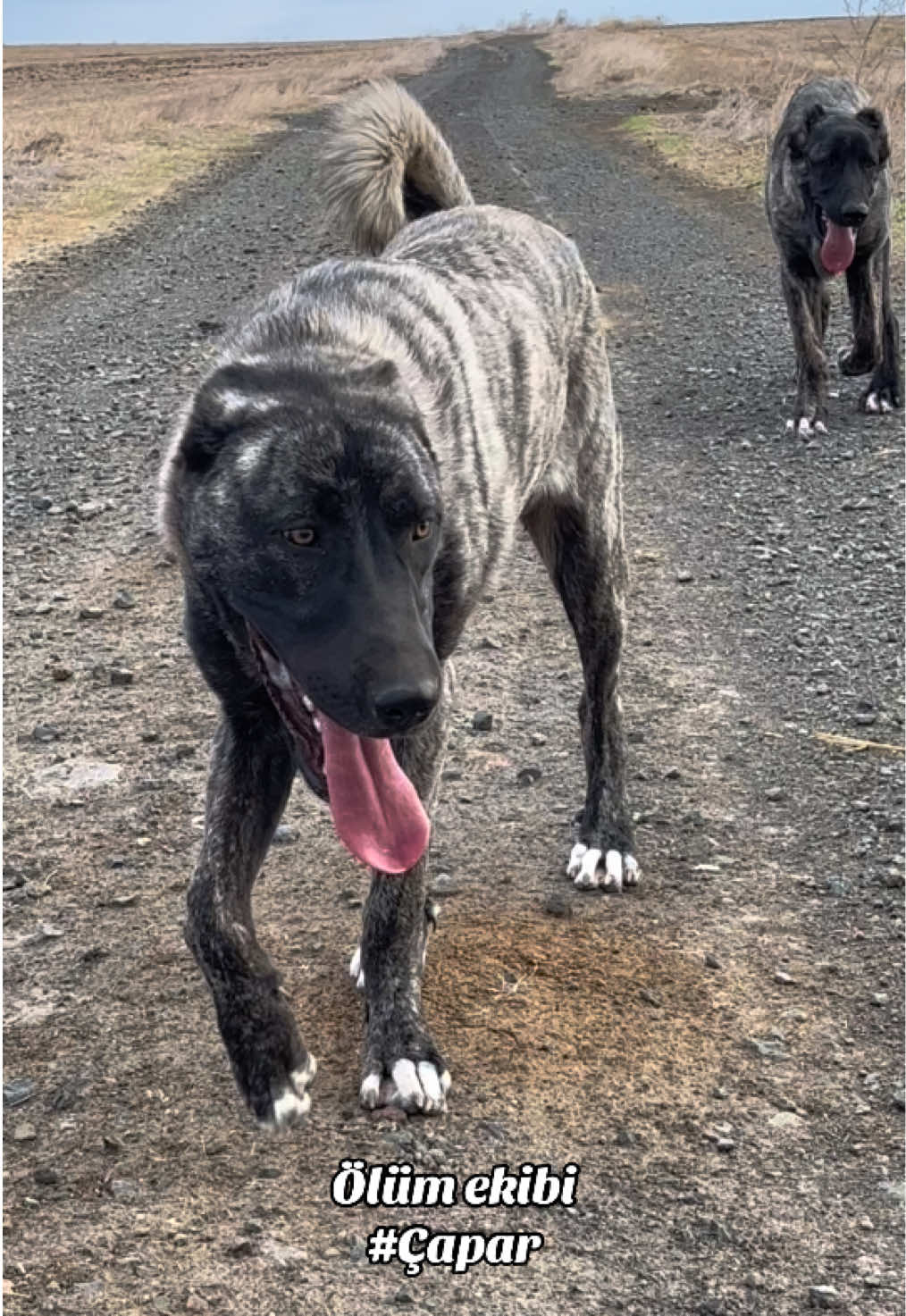 @💥Körpe Kennels💥
