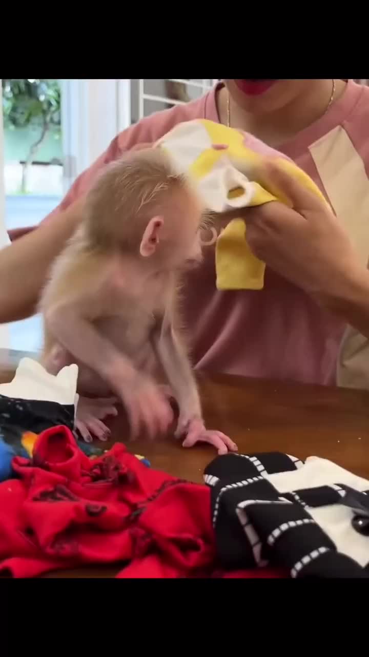 @Cute monkey