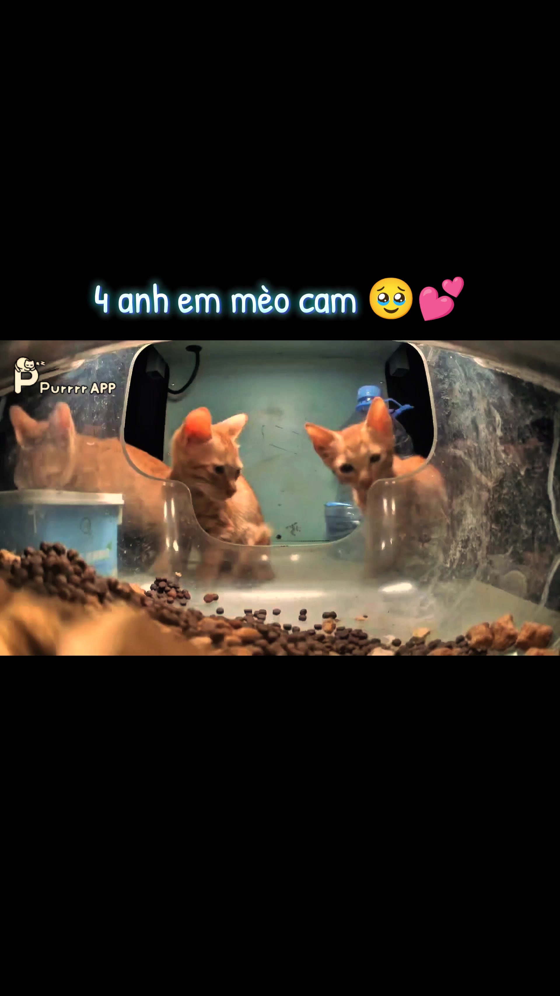 @Meo Meo 😋