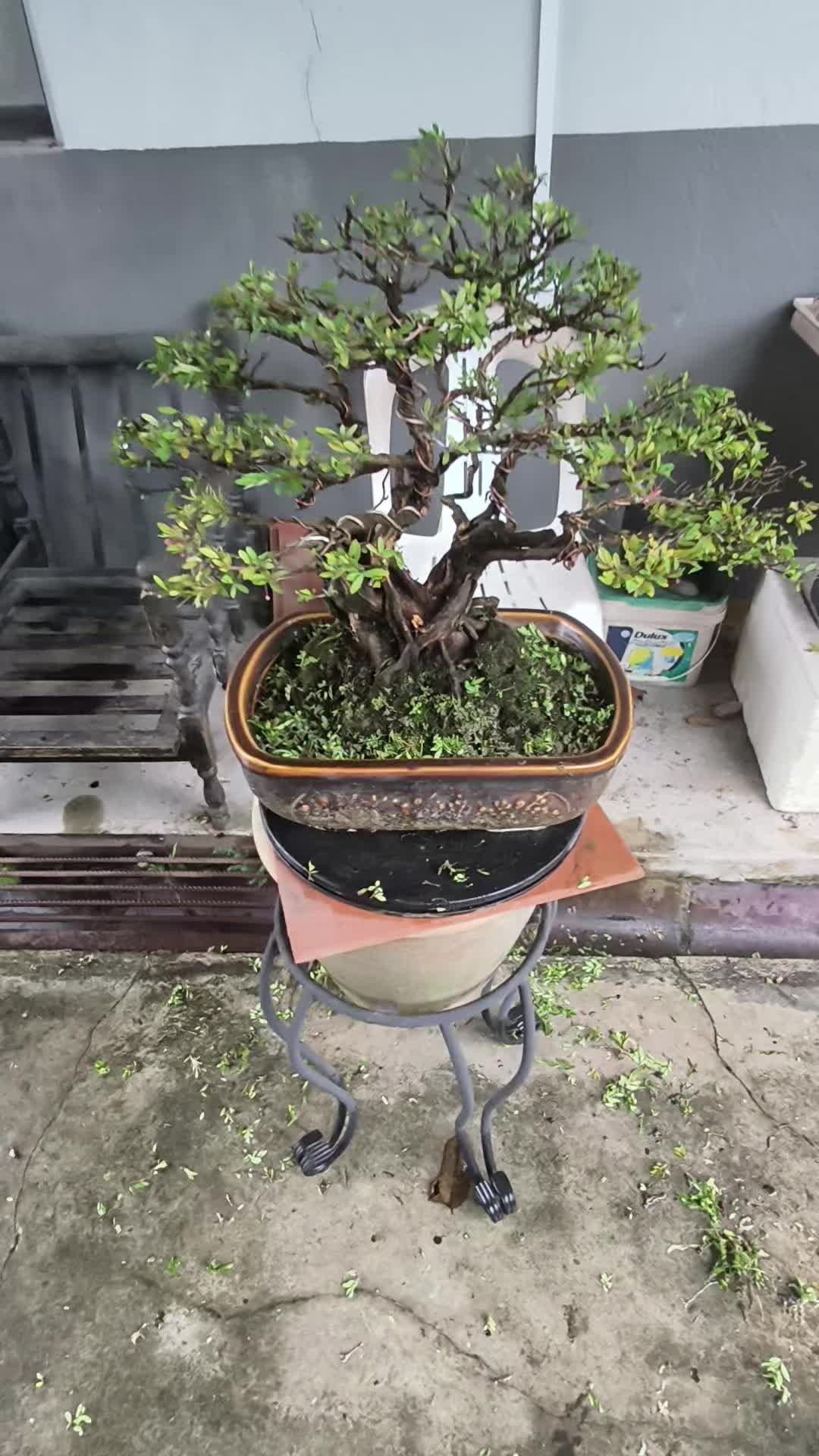 @ONE BONSAI JB
