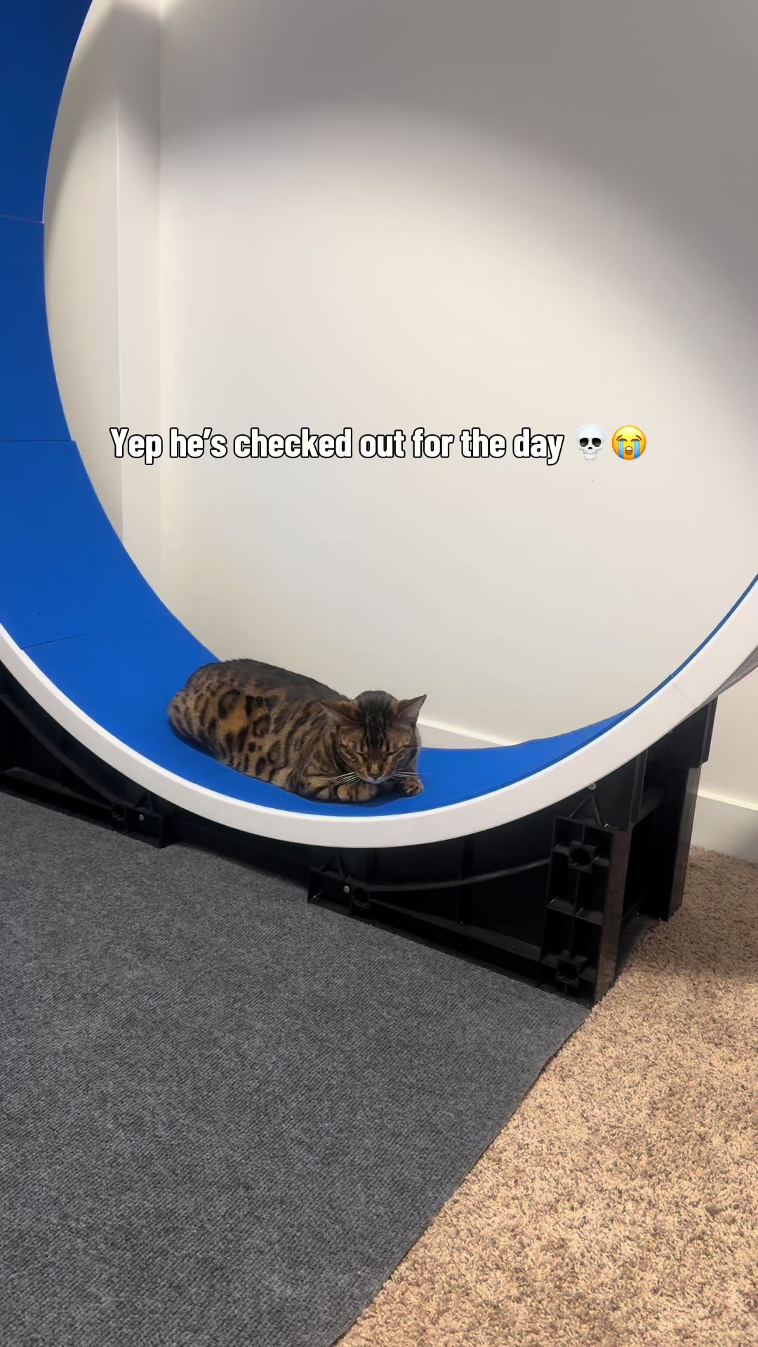 @Three Nawty Cats