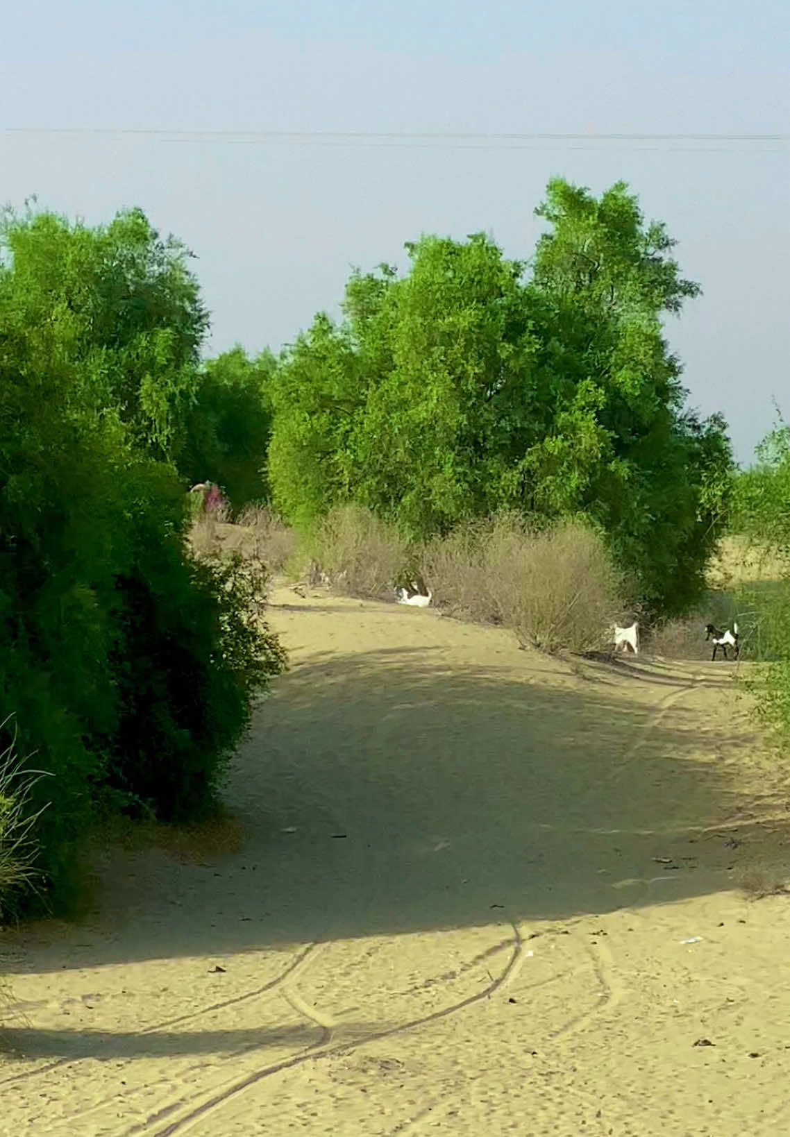 @Waryam Faqeer
