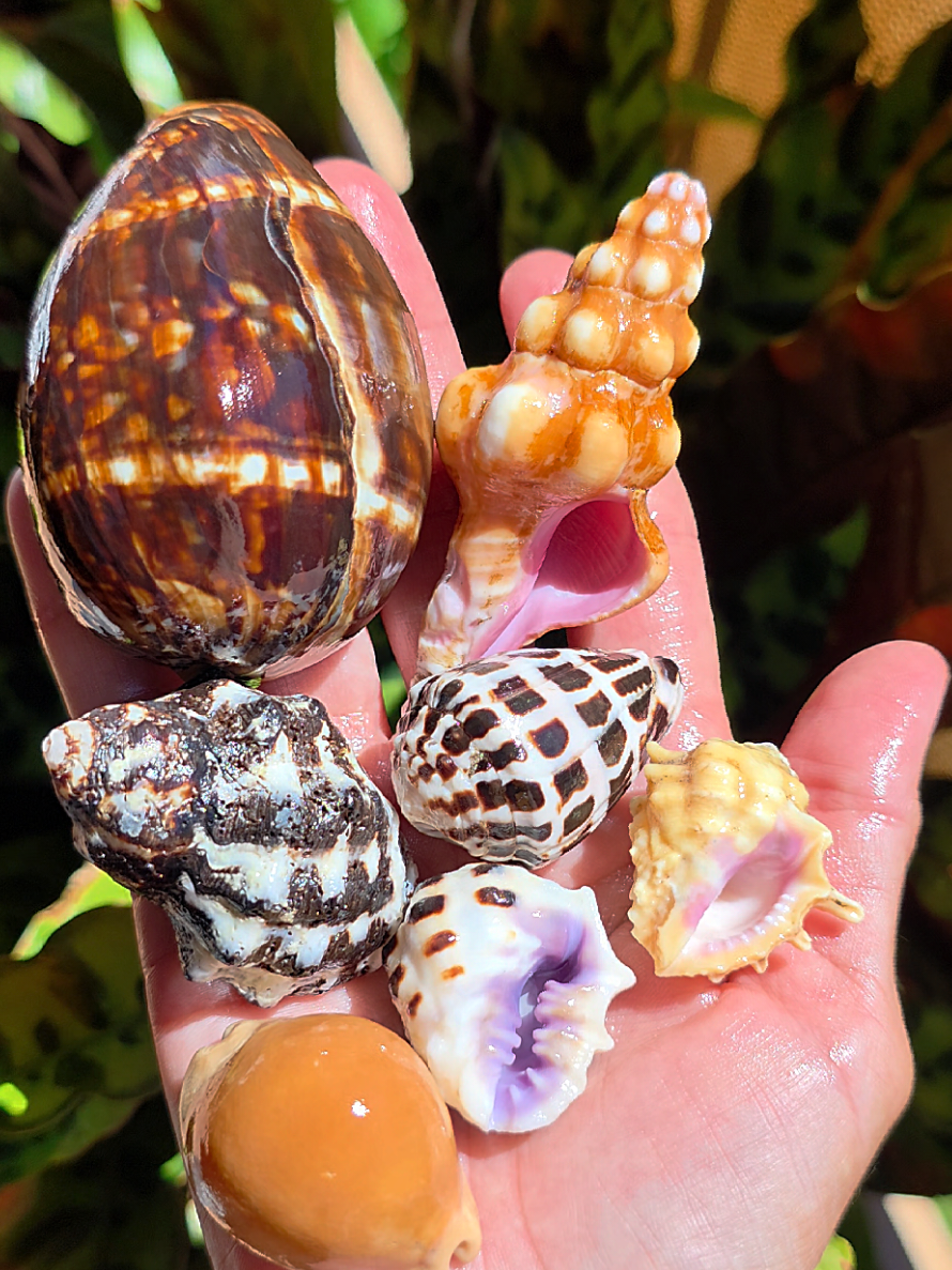 @Noe 🐚 Shells