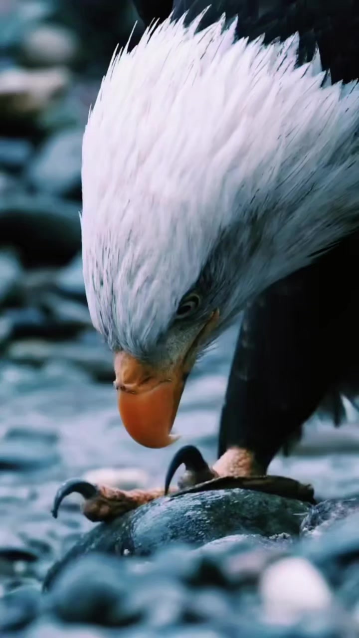 @🦅🦅🌞ANGEWL MOTIVADA🌞🦅🦅