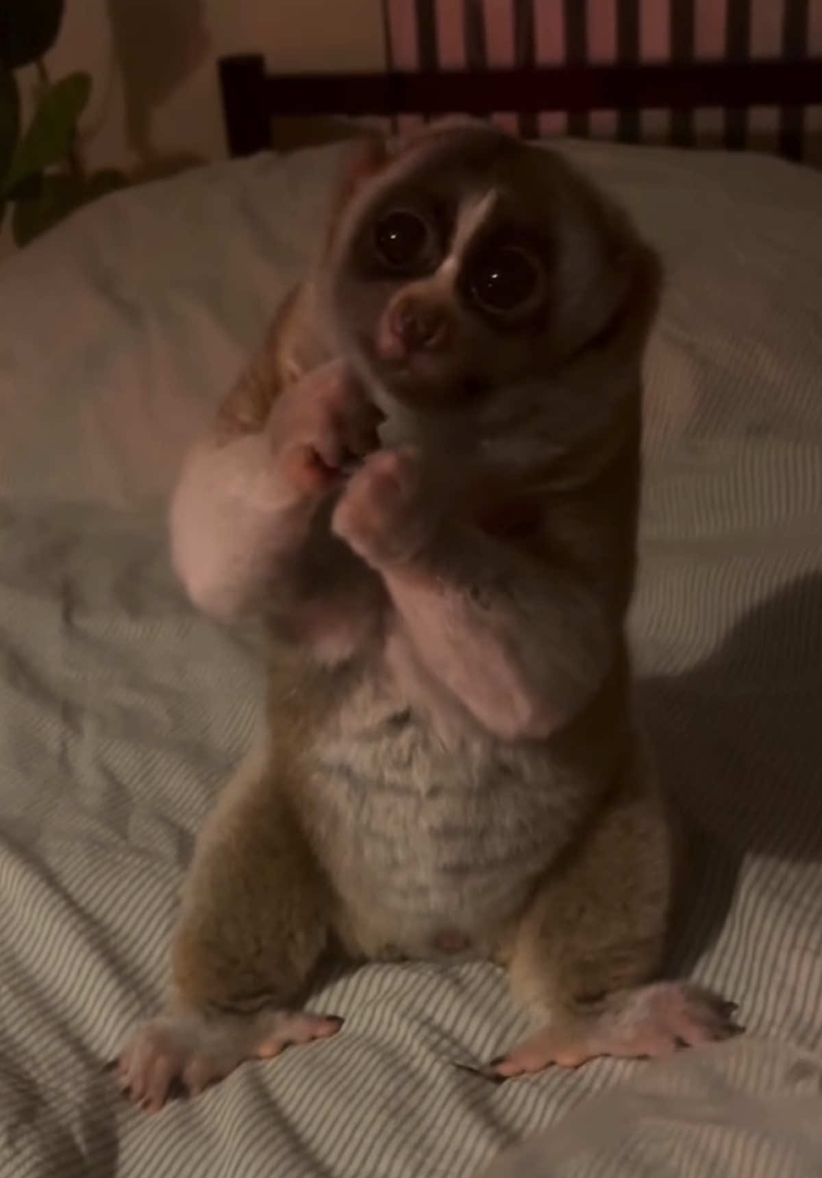 @animalsgonewildd
